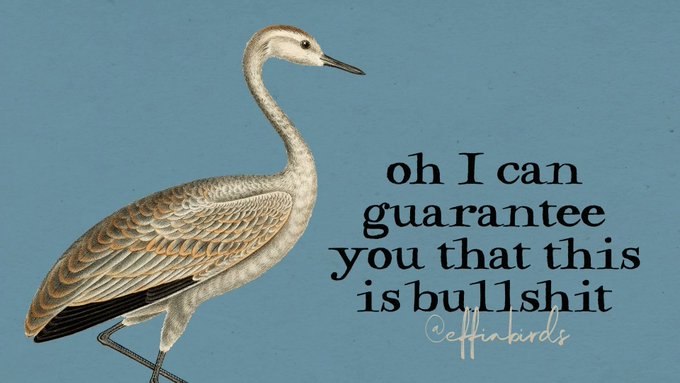a bird against a blue background, next to text that says 'oh I can guarantee you that is bullshit @caffinatedbirds